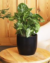 Green Syngonium Plant